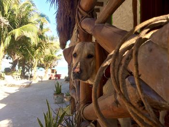 Portrait of dog looking through wooden fence