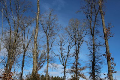 Low angle view of trees against blue sky