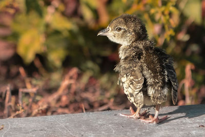 Close-up of bird