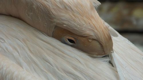 Close-up of animal eye