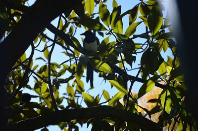 Low angle view of tree branches against sky