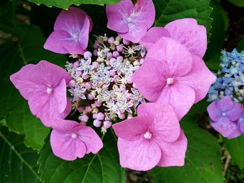 Close-up of pink flowers