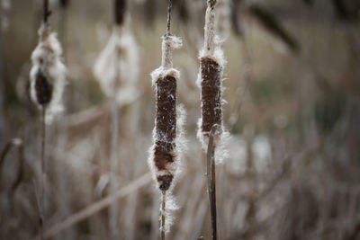 Close-up of snow on plants during winter