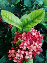 Close-up of pink flowers