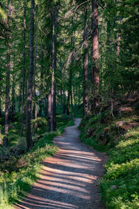 Road amidst trees in forest