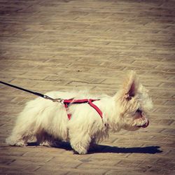 Dog lying on the ground