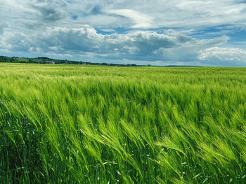 Scenic view of agricultural field against sky