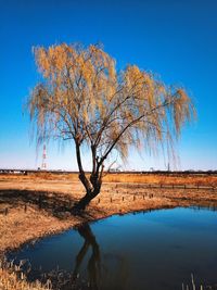 Scenic view of calm lake against clear blue sky