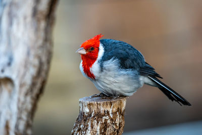 Close-up of bird perching on wooden post