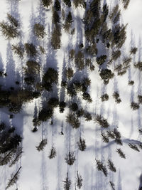 Low angle view of pine trees in forest during winter