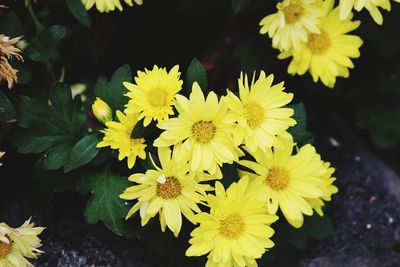 Close-up of yellow flowering plant