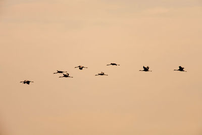 Low angle view of birds flying in the sky