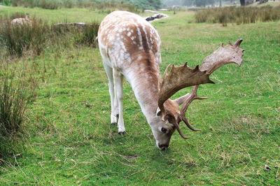 Close-up of deer grazing on field