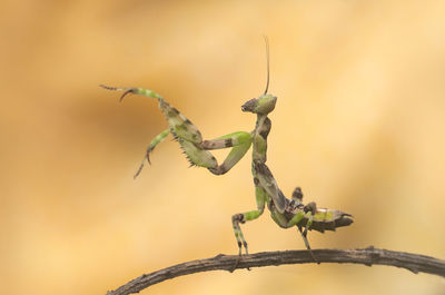 Close-up of insect