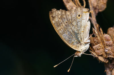 Close-up of butterfly