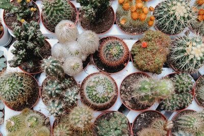 High angle view of potted plants on field