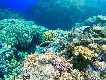 Fish swimming in sea