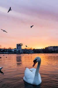 Seagulls flying over lake against sky during sunset