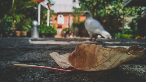 Close-up of a bird on dry leaves