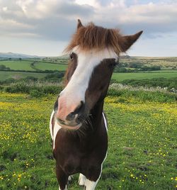 Close-up of a horse on field