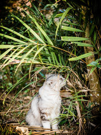 Close-up of cat sitting on grass