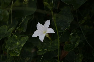 Close-up of white flowering plant