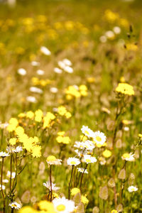 Close-up of yellow flowers growing in field