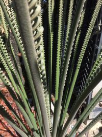 Full frame shot of palm tree