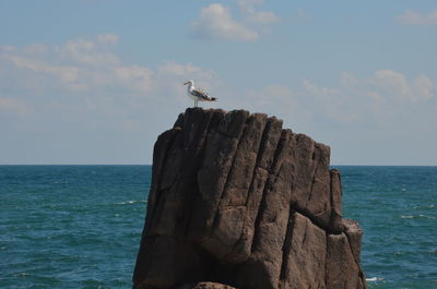 Seagull perching on a rock in sea against sky