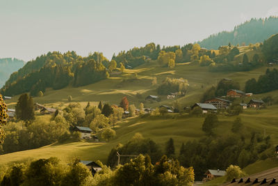 Scenic view of agricultural field against clear sky