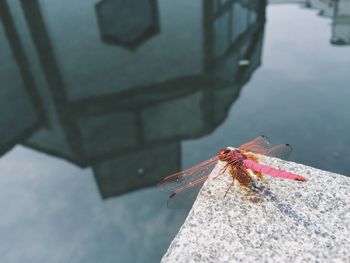 Close-up of insect