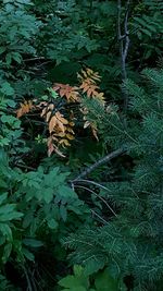 Close-up of plants growing in forest