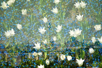 Close-up of white flowering plants