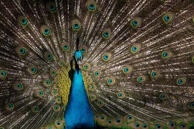 Close-up of peacock