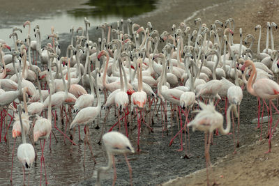 Flock of birds in lake