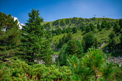 Scenic view of forest against sky