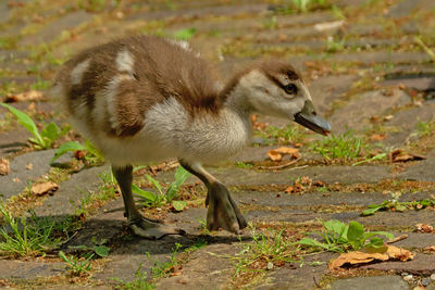 View of a bird on field