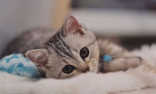 Close-up of cat lying on bed