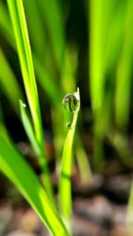 Close-up of green leaf on land