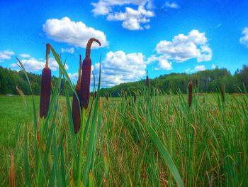 Scenic view of grassy field against cloudy sky