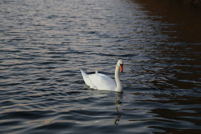 Swan swimming in lake