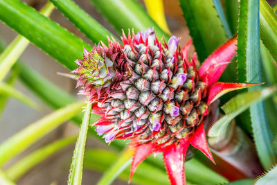 Close-up of a young pineapple plant in jamaica.