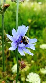 Close-up of bee on flower