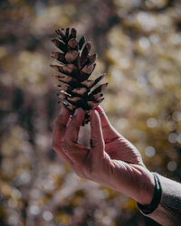 Close-up of hand holding pine cone