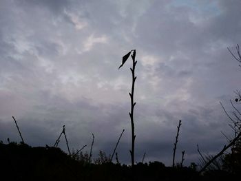 Low angle view of silhouette bare trees against sky