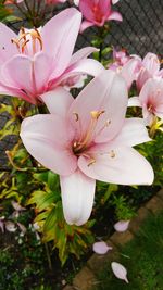 Close-up of pink flowers blooming outdoors
