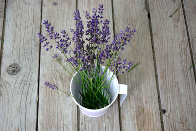 Close-up of potted plant on wooden wall