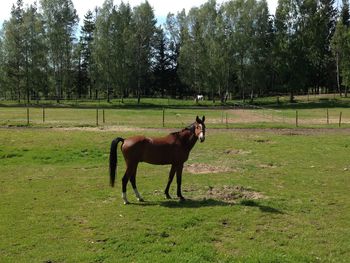 Horse on field against trees