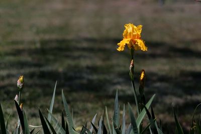 Close-up of yellow flowering plant on field