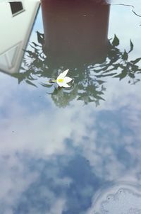 Reflection of flowers in puddle